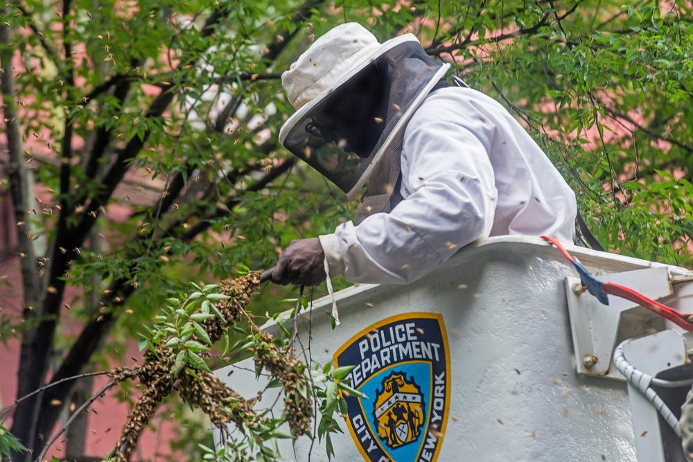 When Police Become Our Government