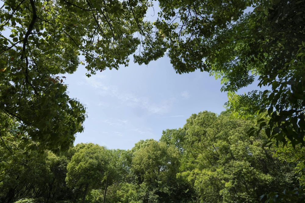 Every Neighborhood Leafy