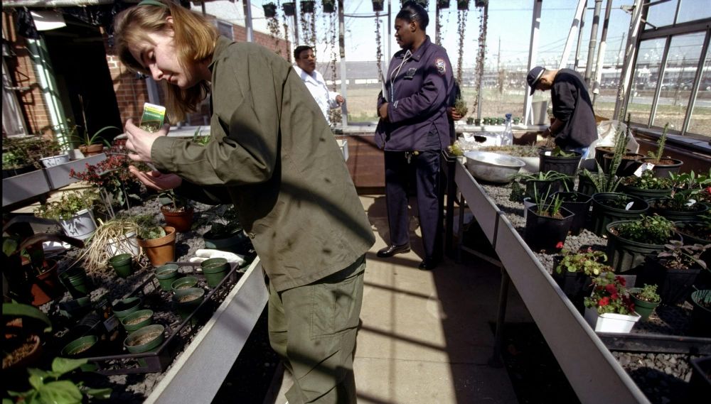 What is the Future of ‘Renewable Rikers’ Island?