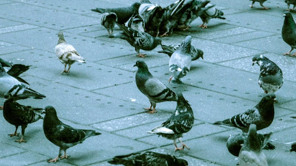 Closeup of a flock of gray pigeons in loose and clustered groups on a cement plaza-like area.
