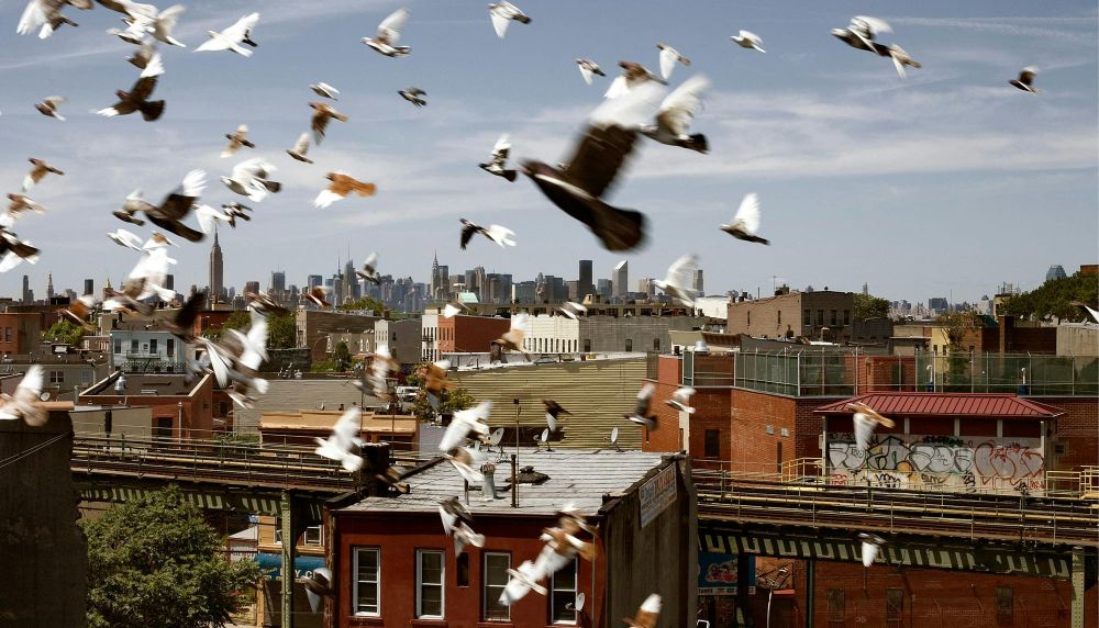 Pigeons fly over rooftops in Bushwick