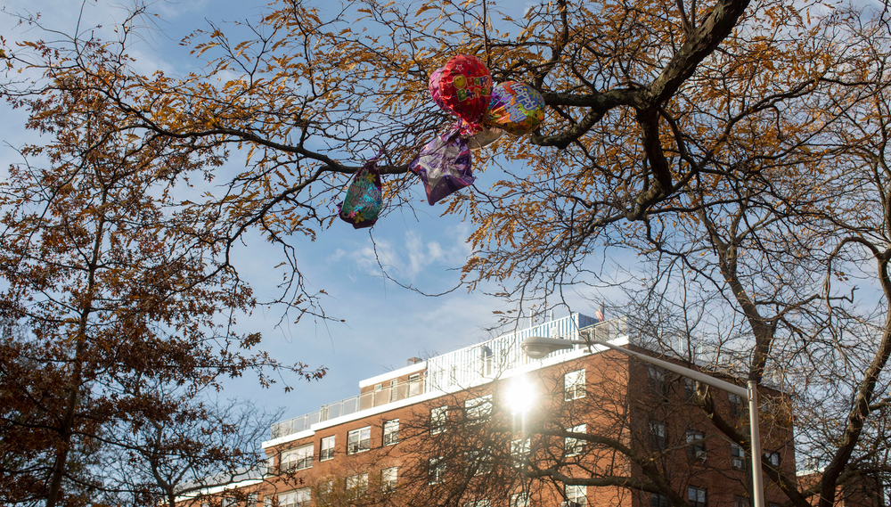 A bundle if balloons lies wrapped in the branches of a tree above the roof of a NYCHA housing project