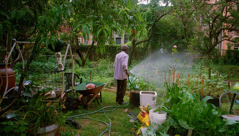 A man waters his lush backyard garden in Brooklyn
