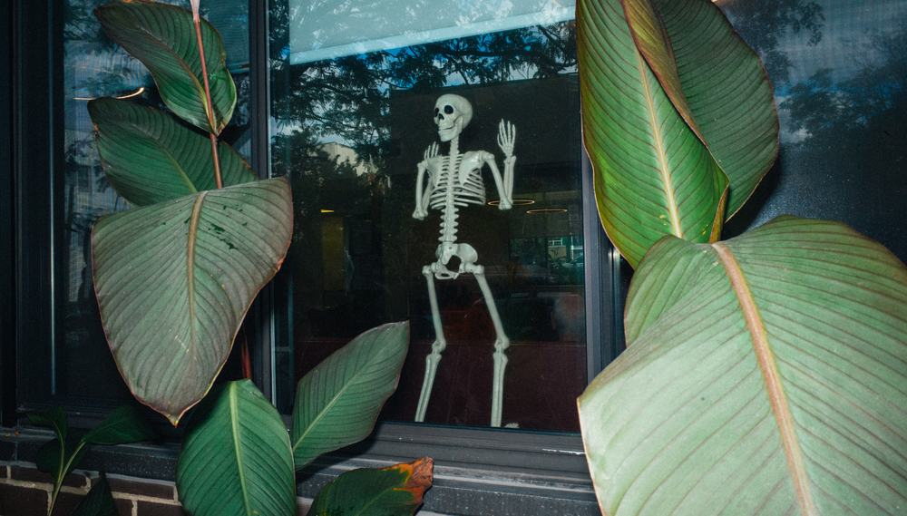 A skeleton is displayed in a window that is partially obscured by two leafy plants