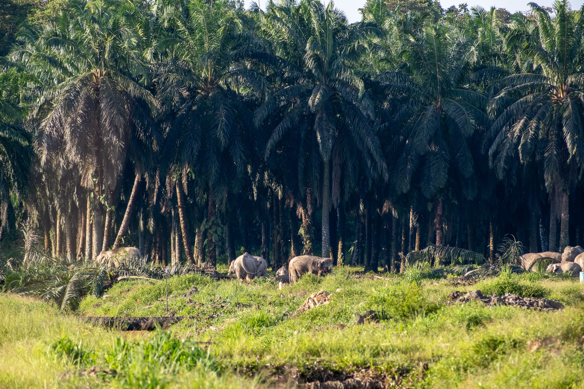 Pygmy elephants at the edge of palm oil plantations.