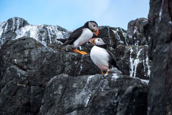 Puffins, razorbills, guillemots and more: a British seabird spectacle