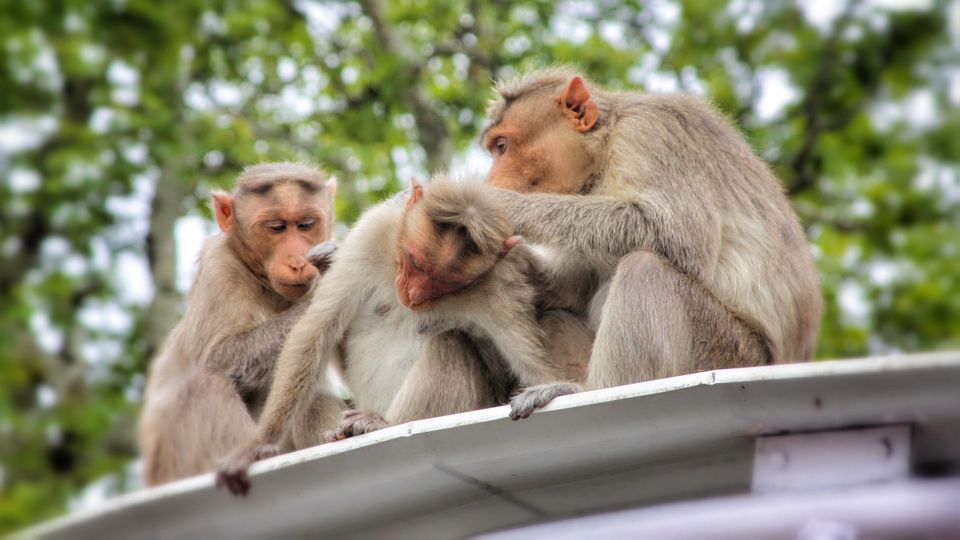 Dunbar's Number, Broken Social Networks, and Back Scratches