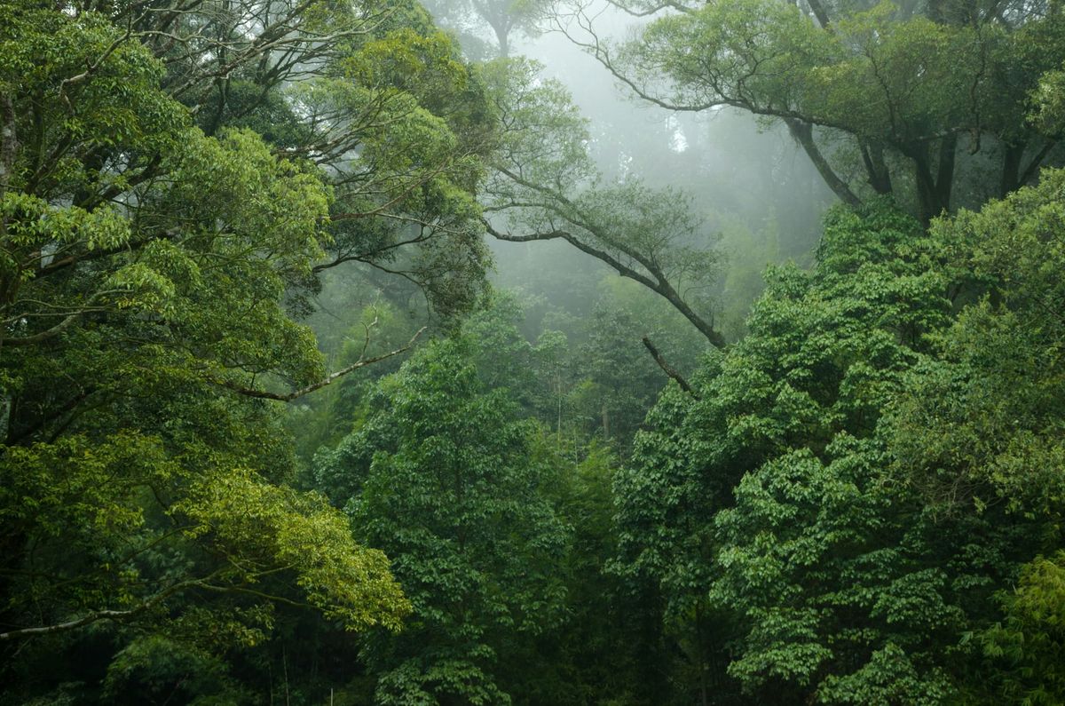 Initial assessment of Article 6 use finds carbon credit trade could hinder climate action