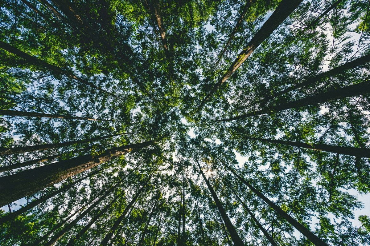 GHG Protocol under fire: board member resigns to protest lack of transparency