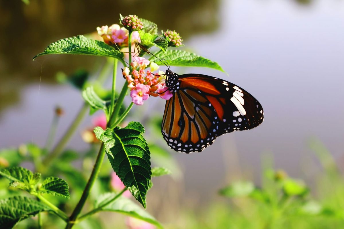 Biodiversity finance emerges as biggest obstacle to global nature goals: UN draft report