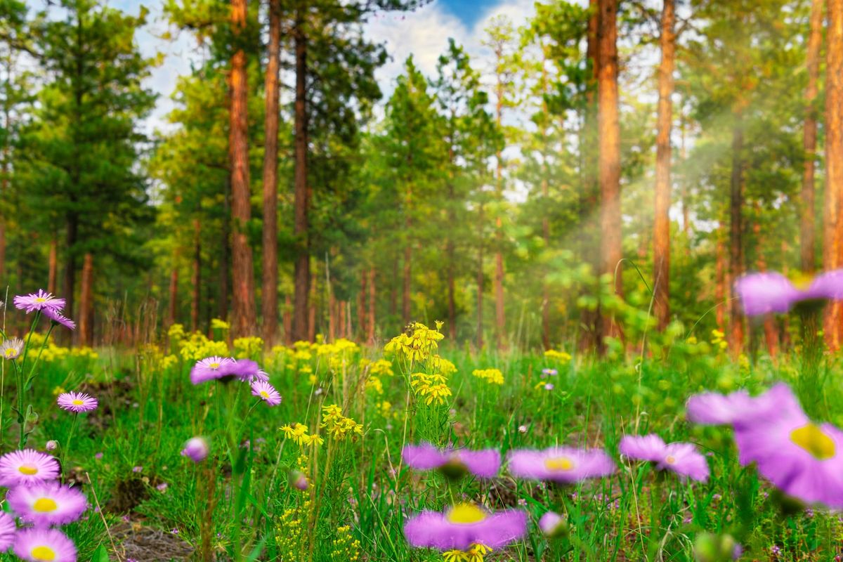 Virgin Media O2 joins Ecologi's Media in Service of Nature programme
