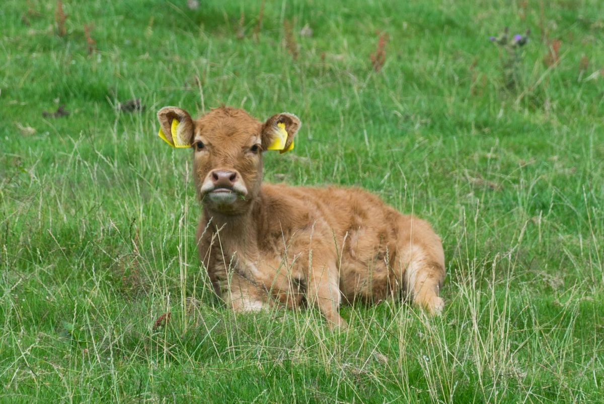 Tesco expands sustainable beef investment