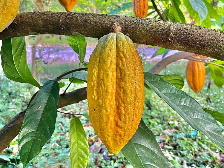 Nestlé and ofi launch large-scale sustainable cocoa programme