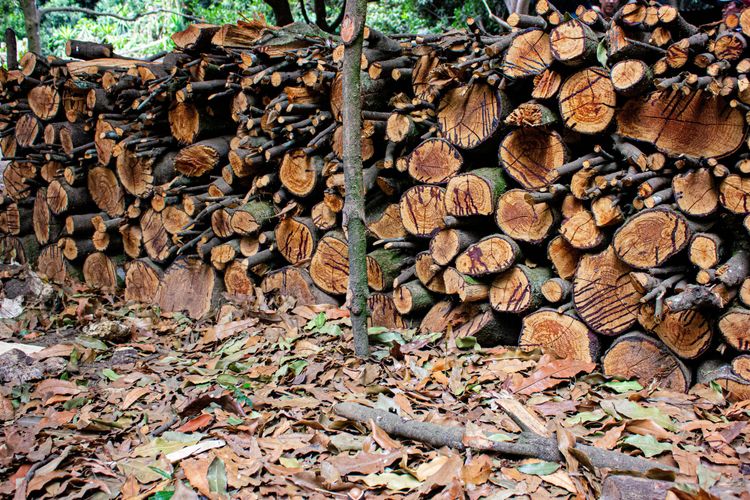 Deforestation: Timber from illegal Amazon logging sold on EU and US markets