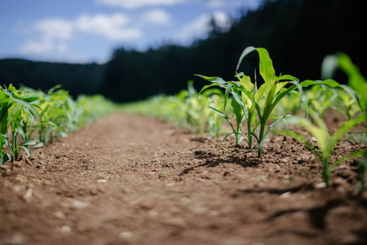 Microsoft buys 2.6 million soil carbon removals generated from regenerative agriculture