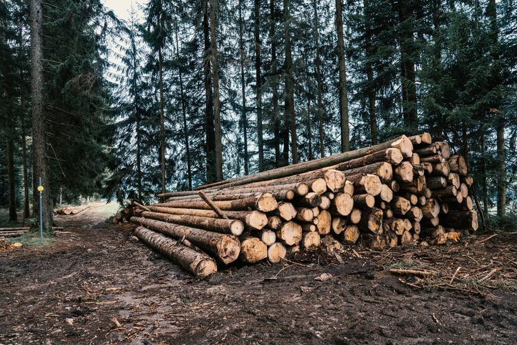 Forestry firms will start assessing and reporting on natural capital to drive investment