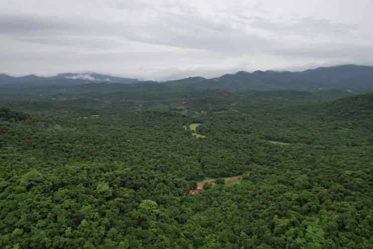 Nearly a quarter of carbon credits retired in 2024 came from ‘problematic’ projects