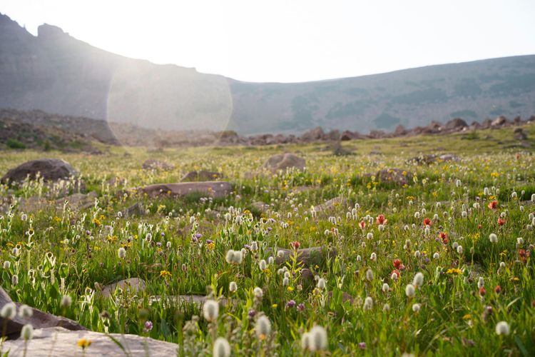 Whole Foods pledges half a million dollars to restore biodiversity on US farms