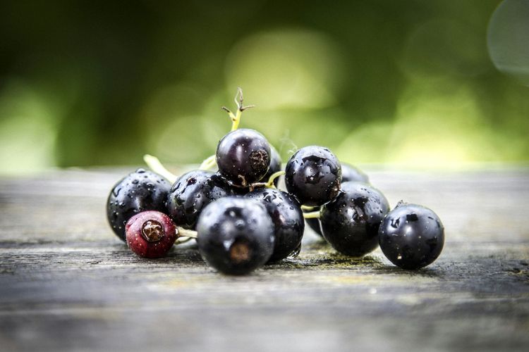 Ribena owner Suntory invests nearly £1bn in climate-resilient berry production