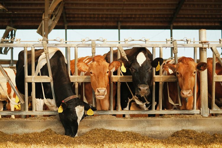 Report: Major meat and dairy companies emit more GHG than fossil fuel producers