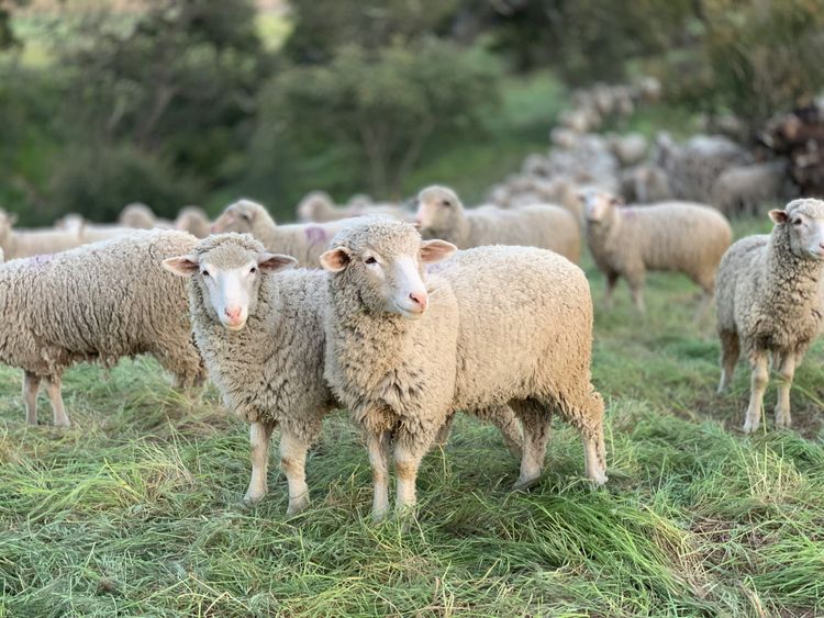 English farmers are raising less livestock – and it has proven climate benefits