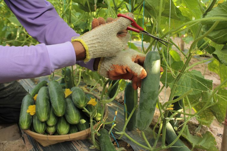 First sustainable agriculture carbon credit methodologies approved by ICVCM