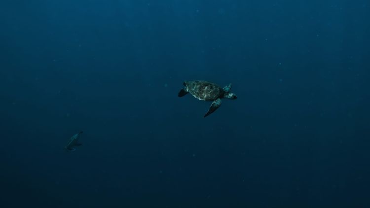 ‘Historic’: High Seas Treaty enters into force