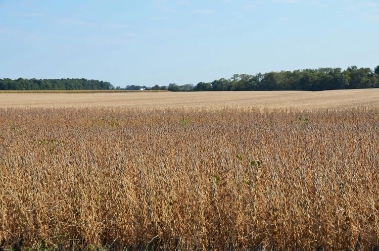 Top grain companies give up Brazil’s Soy Moratorium