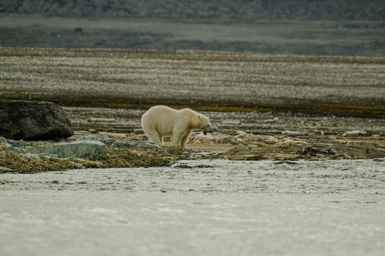 ‘Climate chaos is accelerating’: WMO report warns of growing interconnected climate impacts