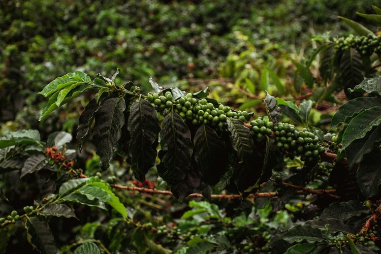 Coffee companies team up with Airbus to tackle deforestation data challenges