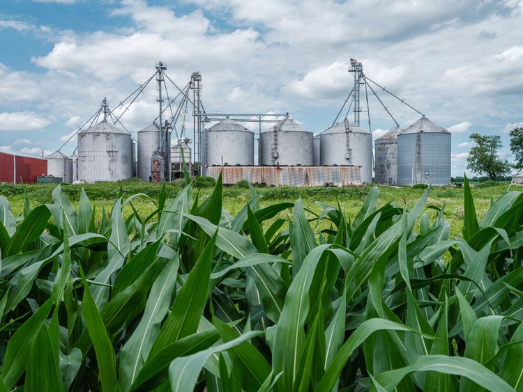 Estimated 70% increase in biofuel demand could affect food prices by 2030