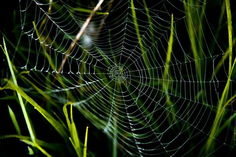 Overcoming the ‘accountability trap’ in climate and nature action
