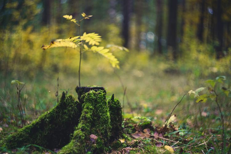 Barclays announces nature finance partnership with Earth Capital Nexus