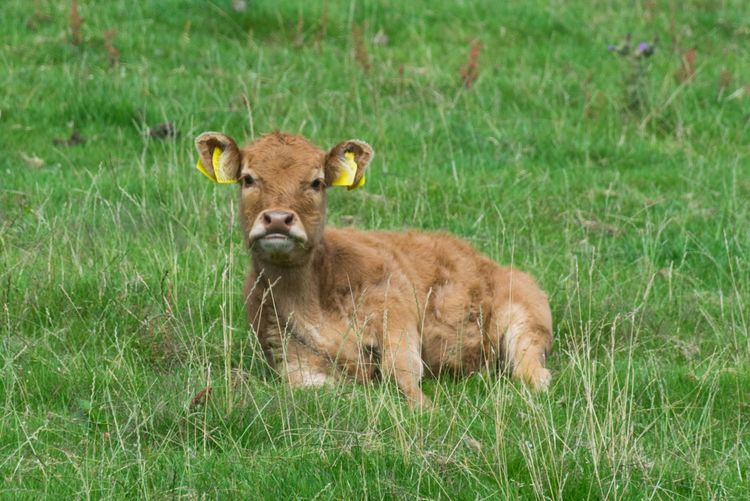 Tesco expands sustainable beef investment