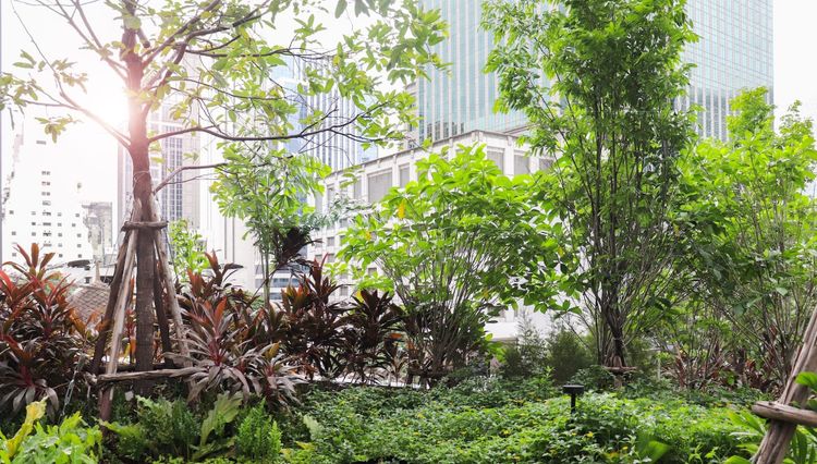Smart design of urban green space could be an effective, affordable way to reduce city noise