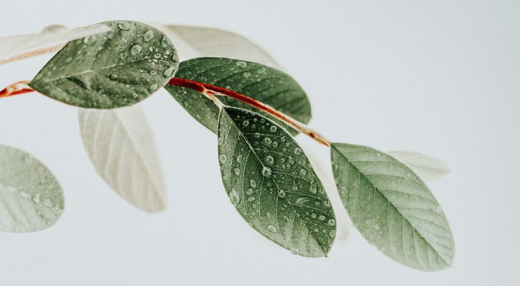Ecologi launches 3Rs Certification Standard for businesses on the path to net zero