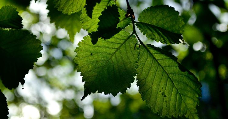It is time to recalibrate climate diplomacy
