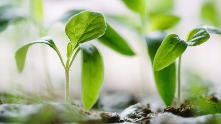 FCA moves to ‘comply or explain’ approach for UK sustainability reporting