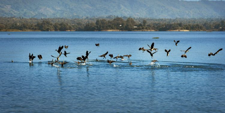 Faster action and financing needed to stop biodiversity loss