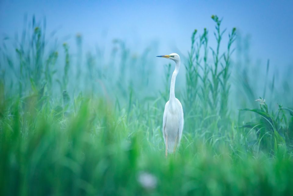 Nature Restoration Law: How can Chief Sustainability Officers prepare?