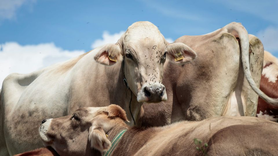Meat and dairy sector ‘mirrors fossil fuel tactics’ to stall EU climate legislation: report