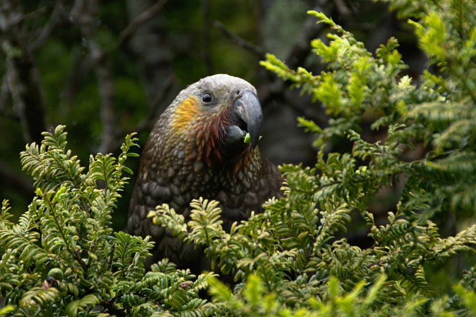 Biodiversity credits for nature capital: What CSOs need to know