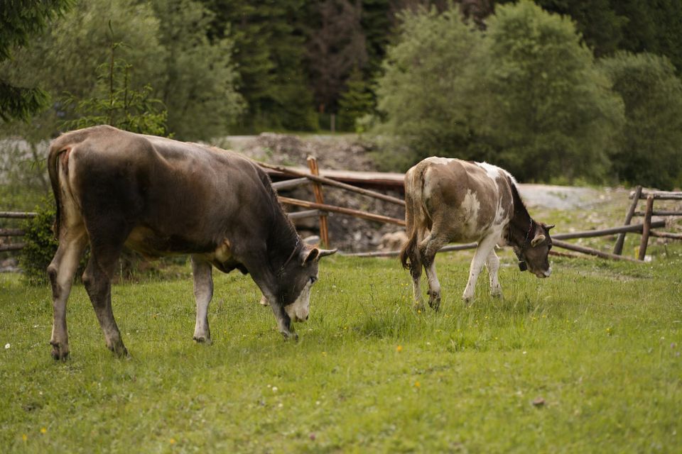 Cows grazing in a fiel