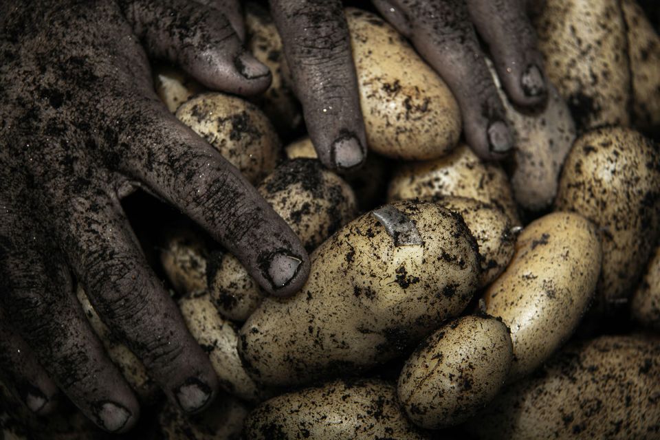 Food businesses double down regenerative agriculture programmes