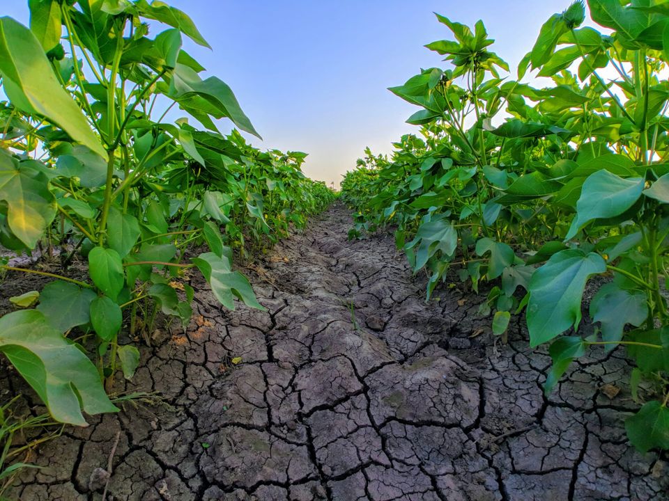 Food investors warned against future climate losses worth US$38tn