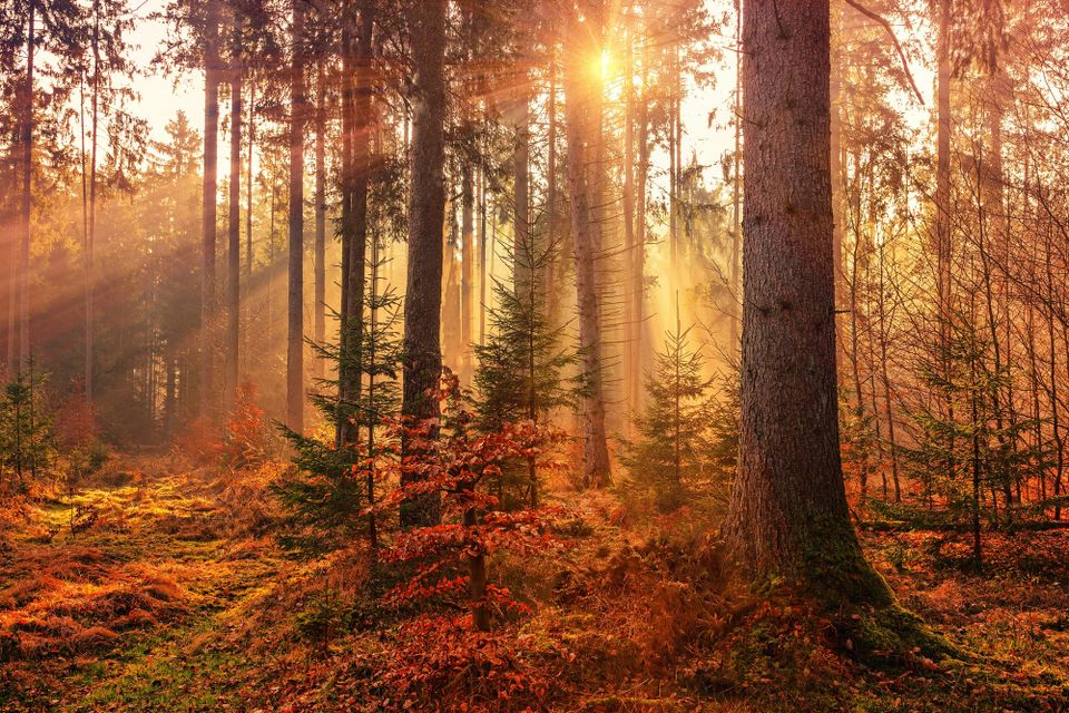 ISSB and TNFD strengthen collaboration on nature-related disclosures
