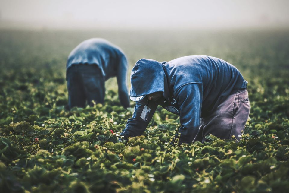 Food industry whistleblowers alert investors on climate risks