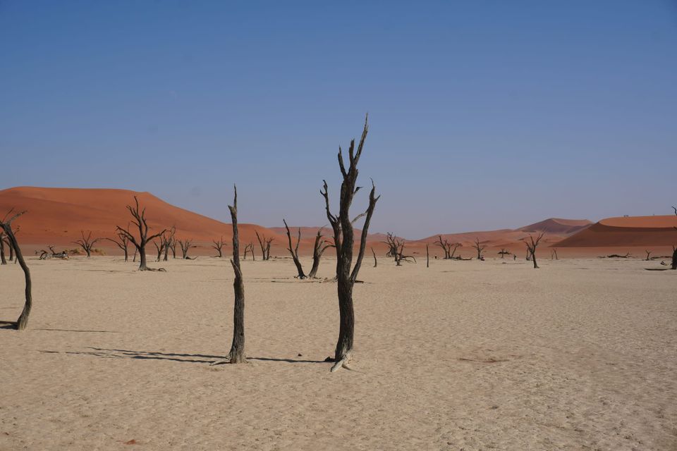 Schroders’ first TNFD report finds 10% of AUM responsible for most nature risks