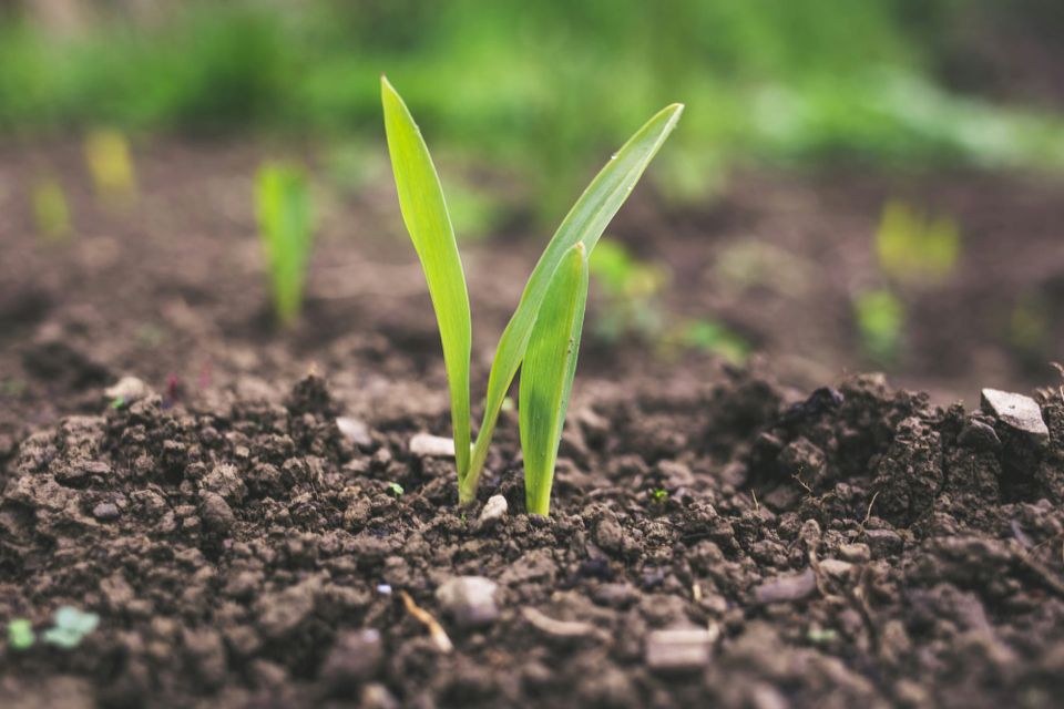 Integrity Council approves first three biochar carbon credit methodologies for CCP label