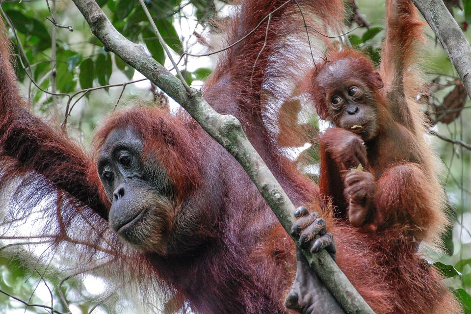 Major brands join forces to protect Indonesia biodiversity-rich area from deforestation